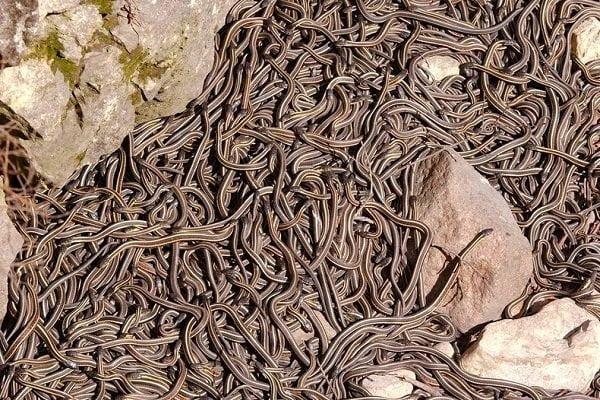 Brezilyada Bulunan ve Sivillerin Girmesi Yasak Olan Yilan Adasi 2